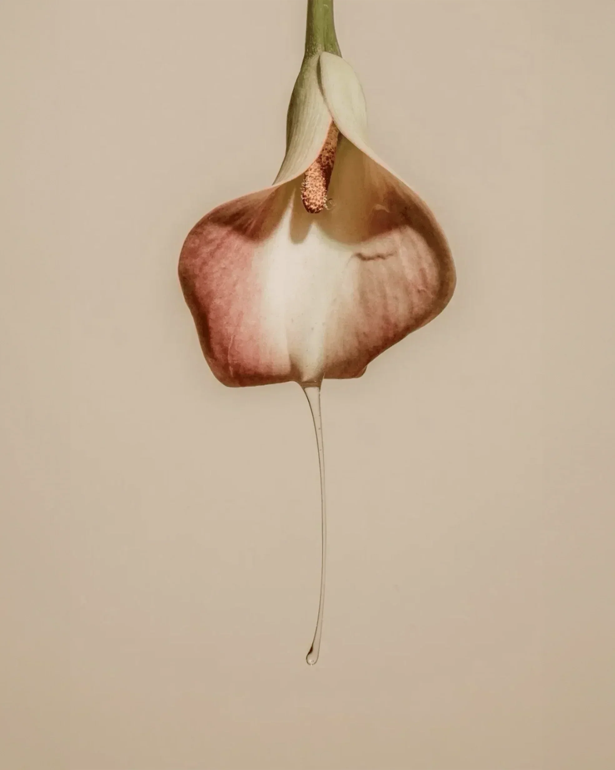 The Estrobolome: Your Gut Bacteria Are Running Your Hormones (And They Need a Raise) - GOODKITTYCO