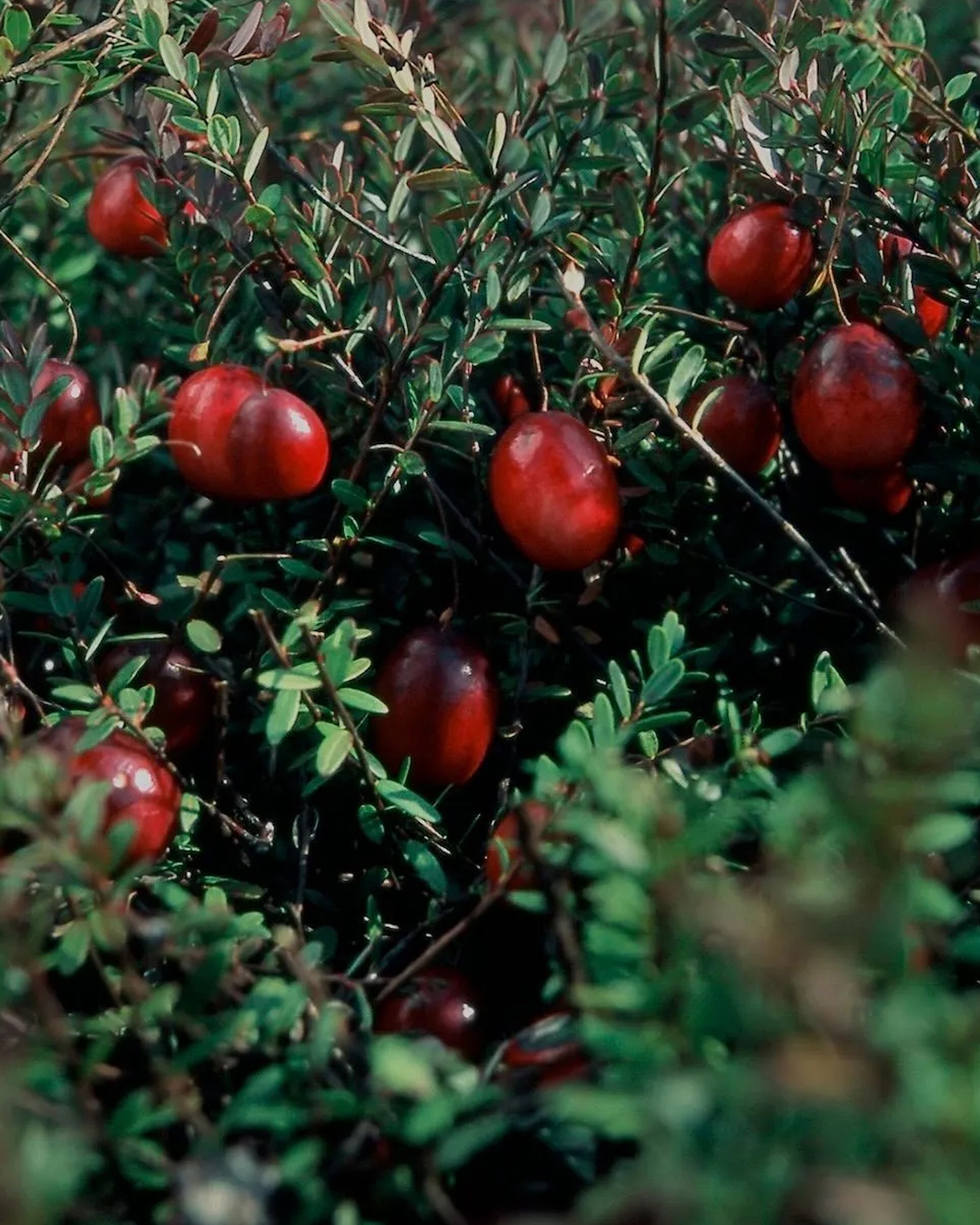 pacs from cranberry juice - GOODKITTYCO