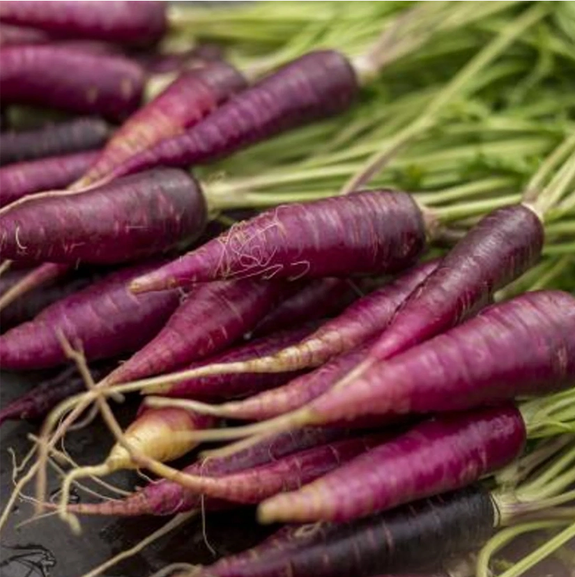 Fresh purple carrots with green tops, showcasing the natural polyphenol-rich ingredients that provide antioxidant properties in UTI prevention supplements.