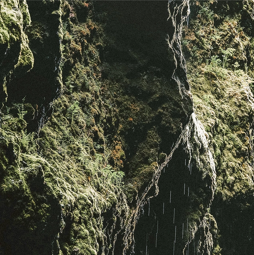 Textured moss and lichen on dark rock formations, representing the natural origins of bioactive compounds used in UTI Biome Shield's formula.