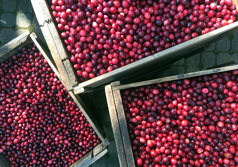 Cranberry: From Ancestral Medicine to Molecular Science