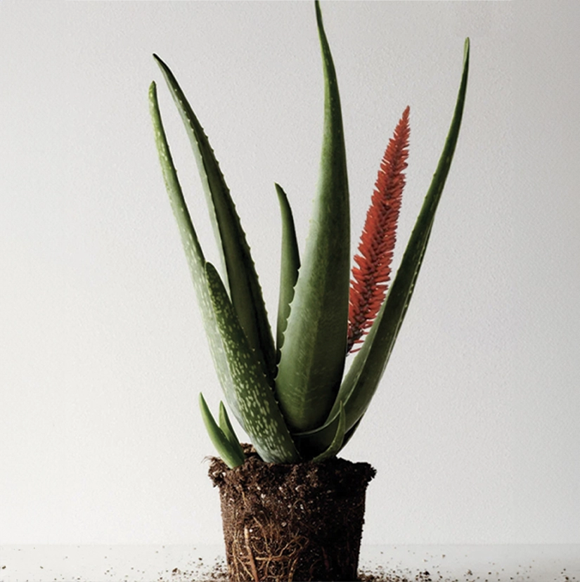 Aloe vera plant with pointed green leaves and a red flower spike, showing exposed root system and soil, highlighting this soothing natural ingredient used in urinary tract health supplements.
