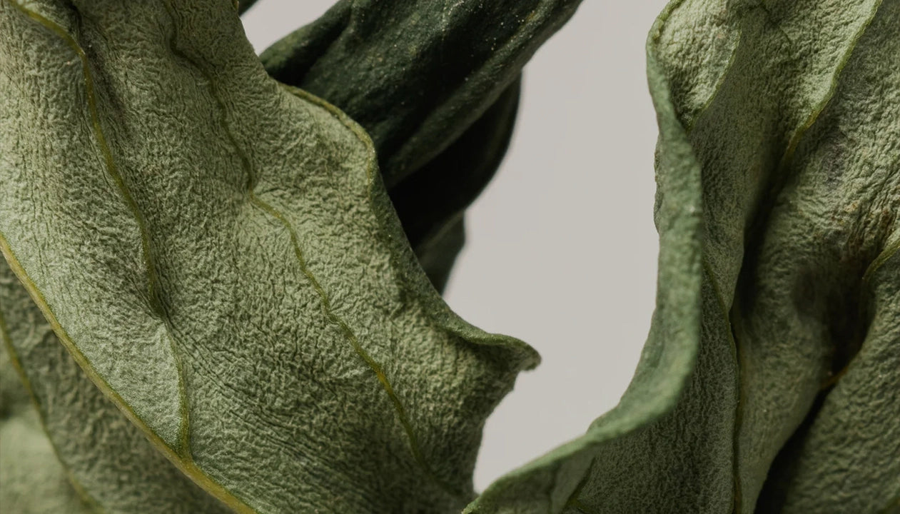 Close-up of textured green herb leaves representing botanical ingredients used in Good Kitty products. Text overlay reads 'pharmaceutical strength ingredients' with information about quality sourcing and an 'all ingredients' button.