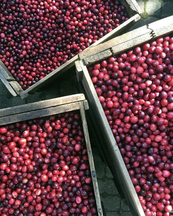 Cranberry: From Ancestral Medicine to Molecular Science