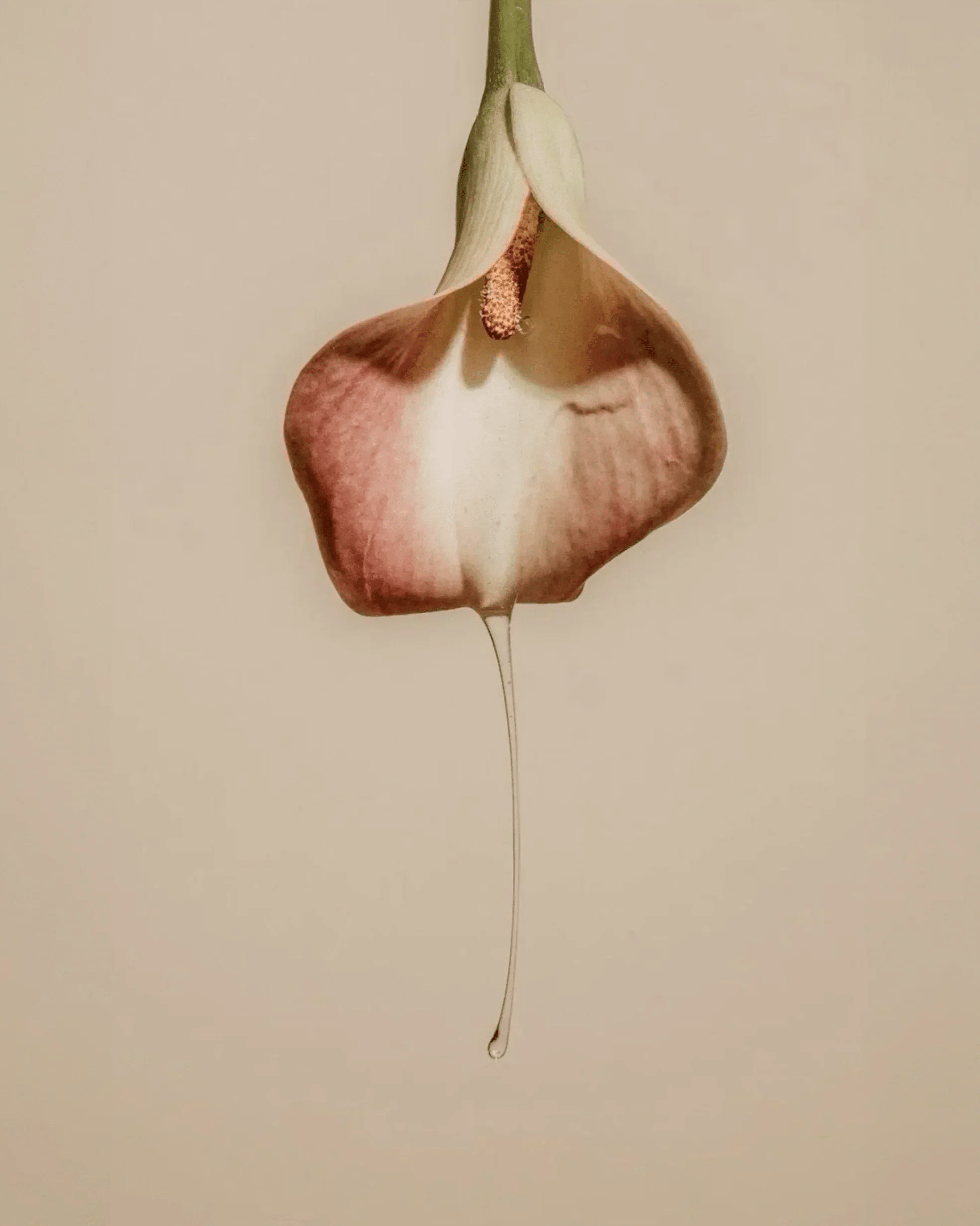 The Estrobolome: Your Gut Bacteria Are Running Your Hormones (And They Need a Raise) - GOODKITTYCO