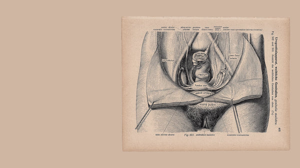 How to Look at Your Vulva:  Good Kitty's Guide to Knowing Your Kitty