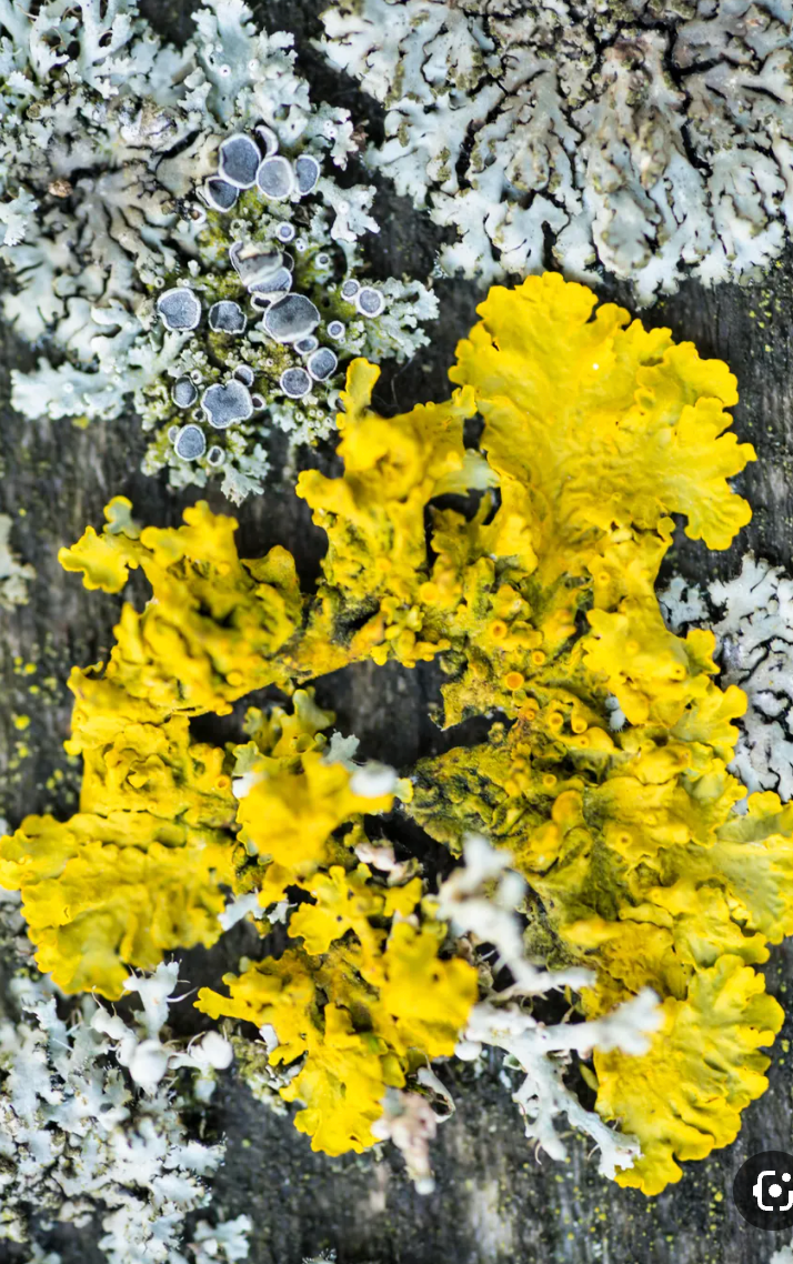 Close-up of yellow and white lichen on a rock surface