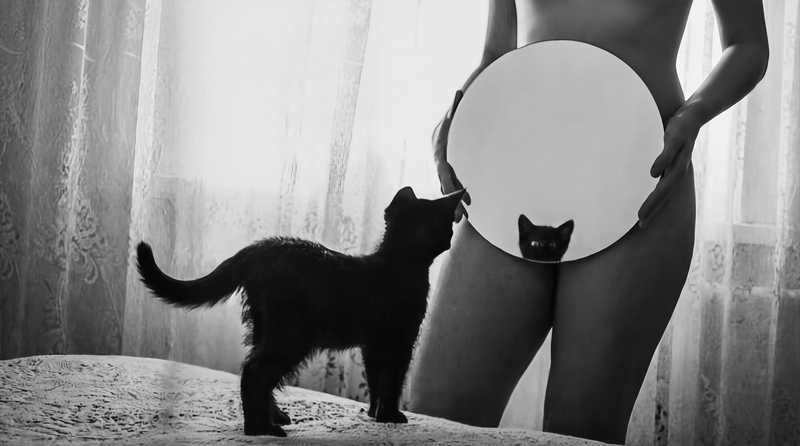 Yes, It's Good. No, It's Not For Cats. | The Good Kitty Origin Story
