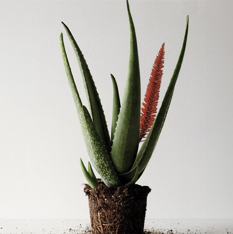 Aloe vera plant with long green leaves and a red flower growing in soil.