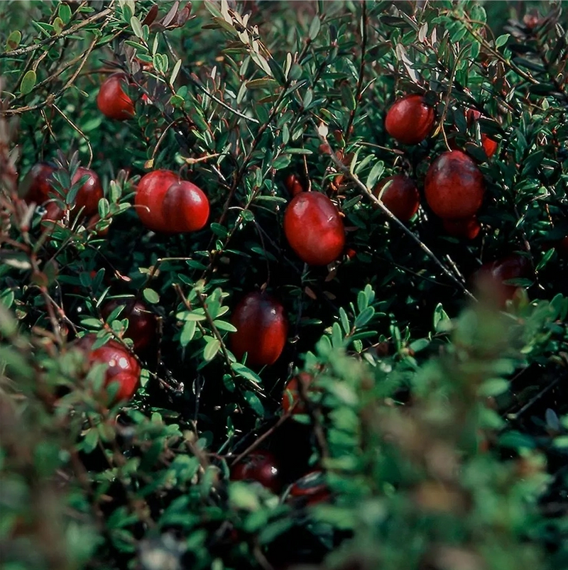 Ripe cranberries growing on a shrub, a natural source of PAC polyphenols used in UTI prevention.