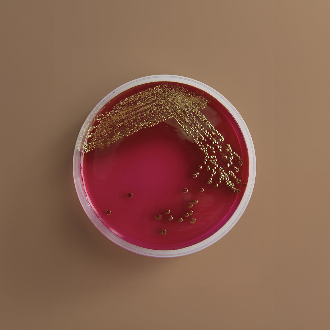 Bacterial culture plate with red agar and gold colonies on a brown background. A laboratory petri dish labeled “E. coli testing” showing visible bacterial growth, indicating a positive bacterial result.